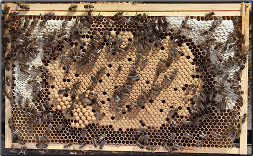 compact brood pattern